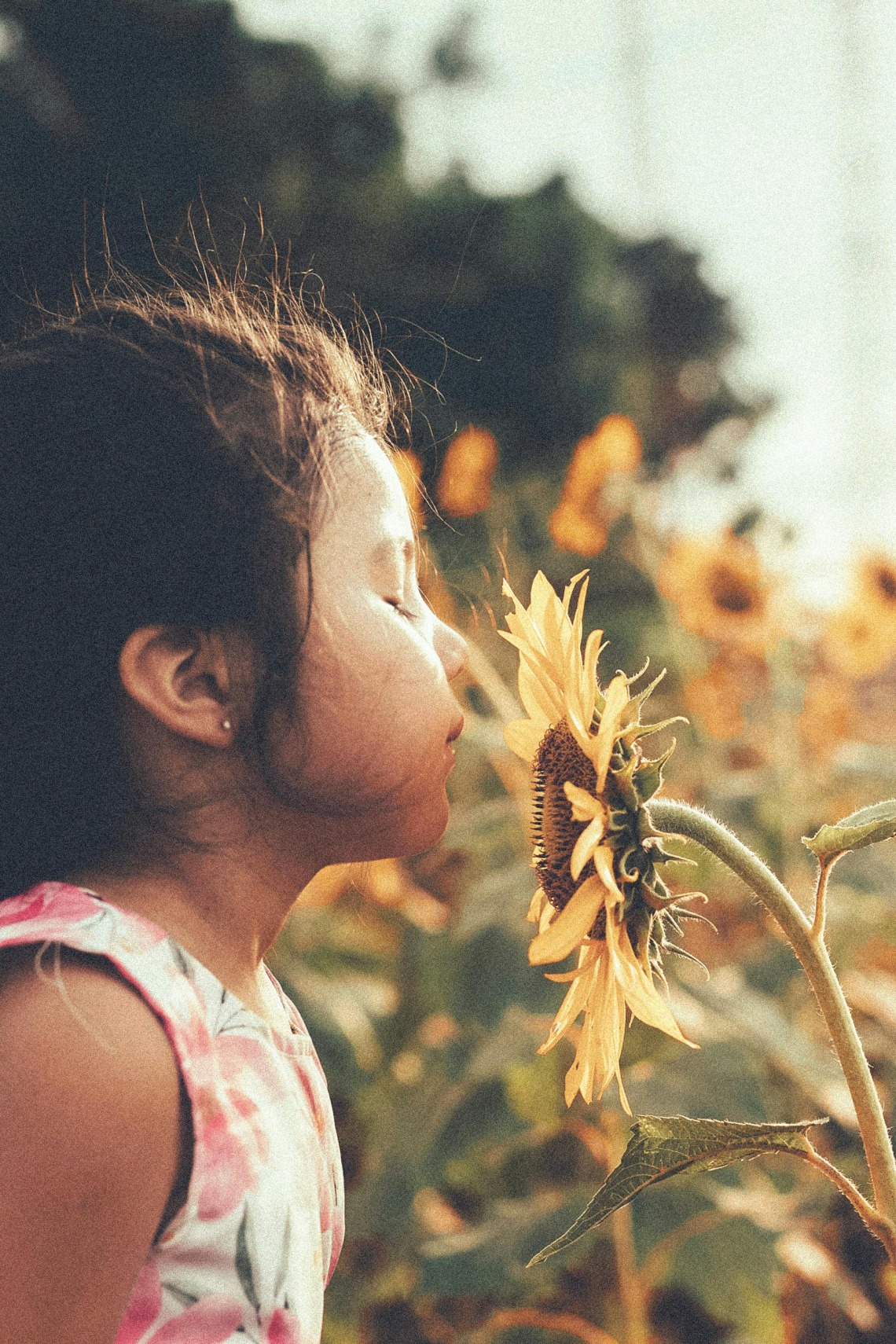 Little girl smelling a sunflower.