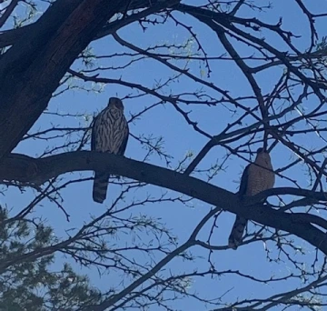 2 hawks in a tree